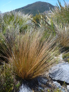 tussocks